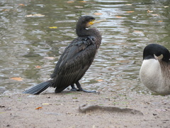 Phalacrocorax carbo