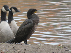 Phalacrocorax carbo