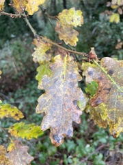 Quercus pubescens subpyrenaica