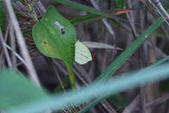 Eurema laeta