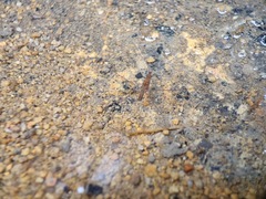 Limnometra