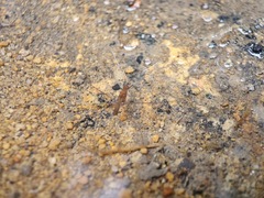 Limnometra