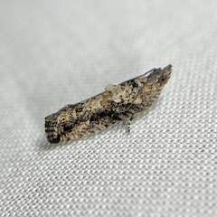 Strepsicrates semicanella