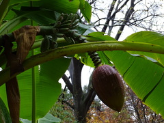 Musa basjoo