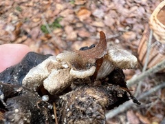 Asterophora lycoperdoides