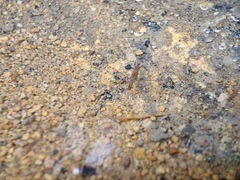 Limnometra