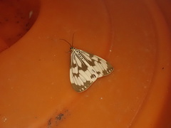 Nyctemera adversata