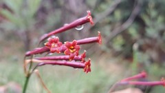 Cyrtanthus stenanthus