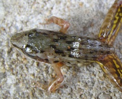 Ptychadena aequiplicata