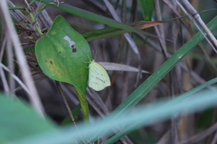 Eurema laeta