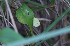 Eurema laeta