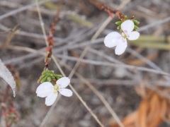Stylidium repens