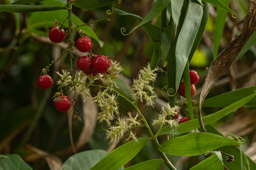 Flagellaria guineensis image