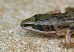 Ptychadena aequiplicata