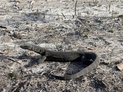 Varanus rosenbergi