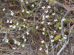 Stylidium repens