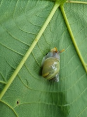 Amphidromus atricallosus