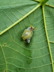 Amphidromus atricallosus