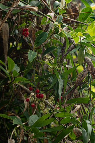 Flagellaria guineensis image