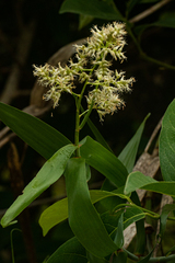Flagellaria guineensis image