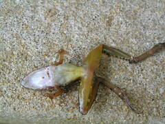 Ptychadena aequiplicata