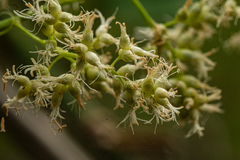 Flagellaria guineensis image