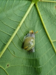 Amphidromus atricallosus