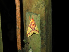 Symphlebia