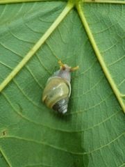 Amphidromus atricallosus