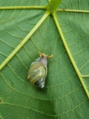 Amphidromus atricallosus