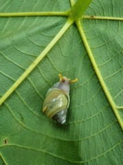 Amphidromus atricallosus