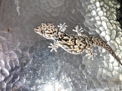 Chondrodactylus turneri