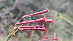 Cyrtanthus stenanthus