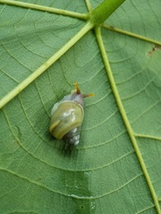 Amphidromus atricallosus