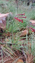 Cyrtanthus stenanthus