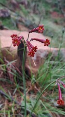 Cyrtanthus stenanthus
