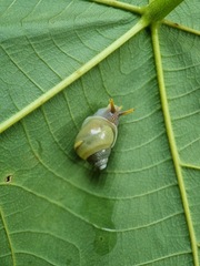 Amphidromus atricallosus