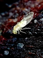 Stenopsocus