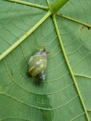 Amphidromus atricallosus