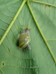 Amphidromus atricallosus
