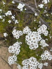 Ixodia achillaeoides