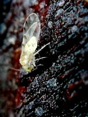 Stenopsocus