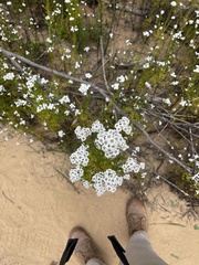 Ixodia achillaeoides