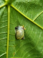 Amphidromus atricallosus
