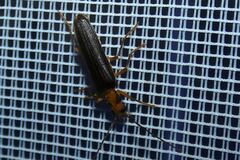 Nacerdes carniolica