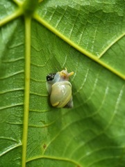 Amphidromus atricallosus