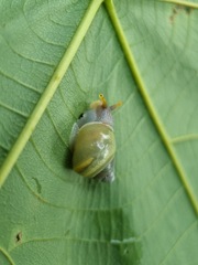 Amphidromus atricallosus