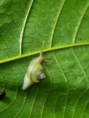 Amphidromus atricallosus