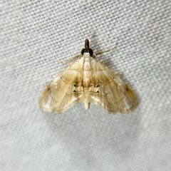 Trichophysetis fulvifusalis