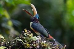 Pteroglossus castanotis